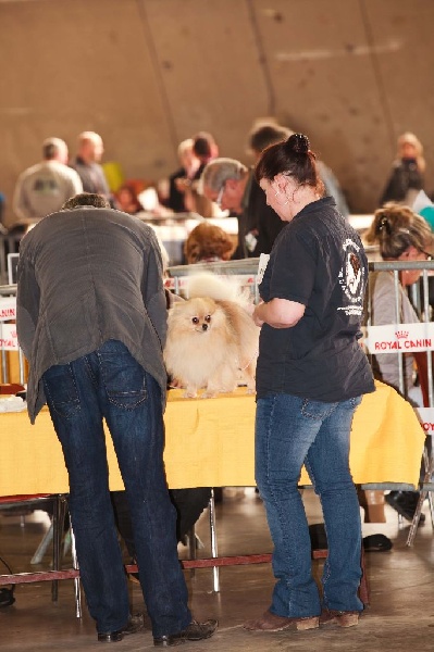 Hambre de l'ange aux papillons - 1er excellent CACS