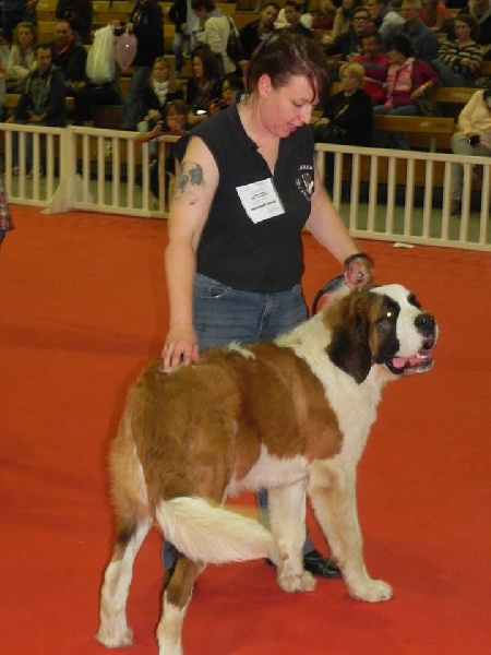 Nikolai dit joker van ' t hof ten eynder - 1ER TRES PROMETTEUR