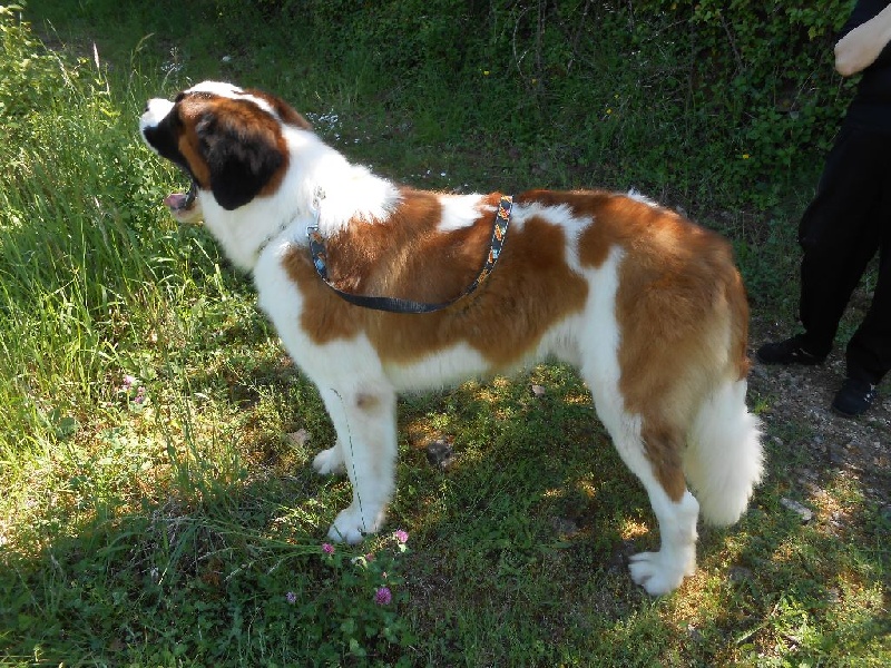 Nikolai dit joker van ' t hof ten eynder - 1ER EXCELLENT CACS et BOB