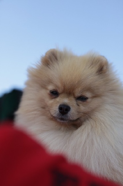 Hambre de l'ange aux papillons - 1er EXCELLENT (jeune)