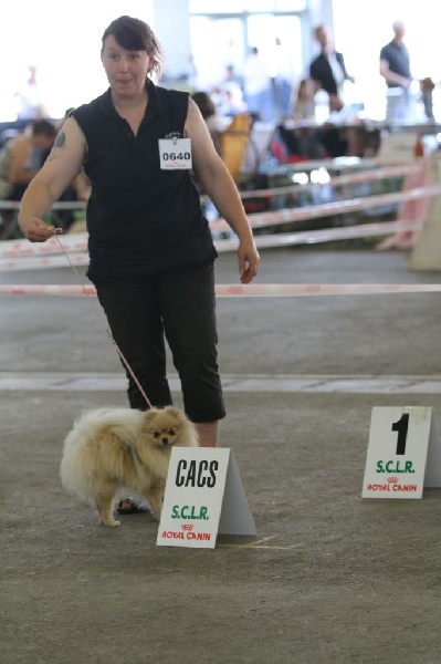 Hambre de l'ange aux papillons - 1er EXCELLENT CACS RCACIB