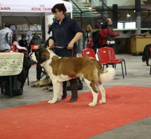 Hamande de l'ange aux papillons - 1er excellent CACS