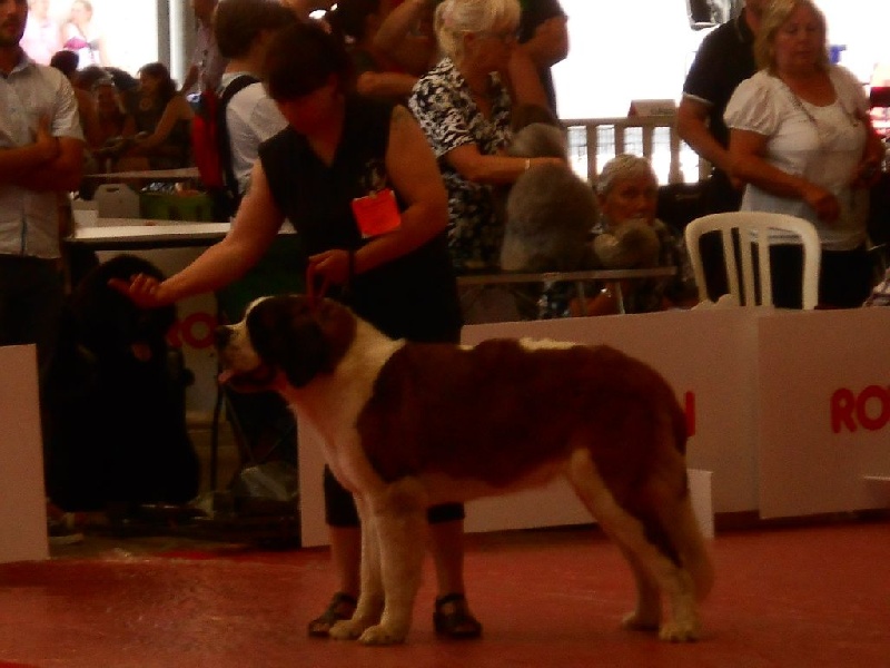 Izarra des molosses des neiges - 1er EXCELLENT MEILLEUR JEUNE