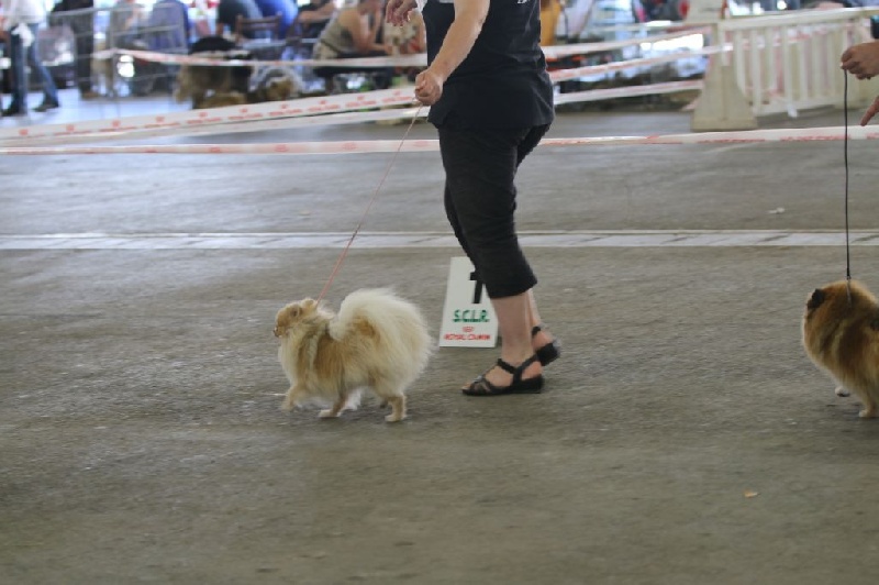 Hambre de l'ange aux papillons - 1er EXCELLENT RCACS