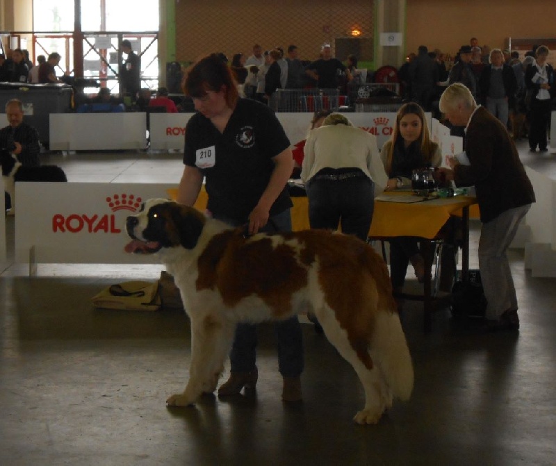 Nikolai dit joker van ' t hof ten eynder - 1ER EXCELLENT meilleur jeune et BOB