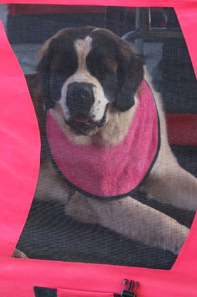 Izarra des molosses des neiges - TRES BON