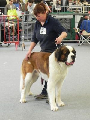 Nikolai dit joker van ' t hof ten eynder - 2eme excellent