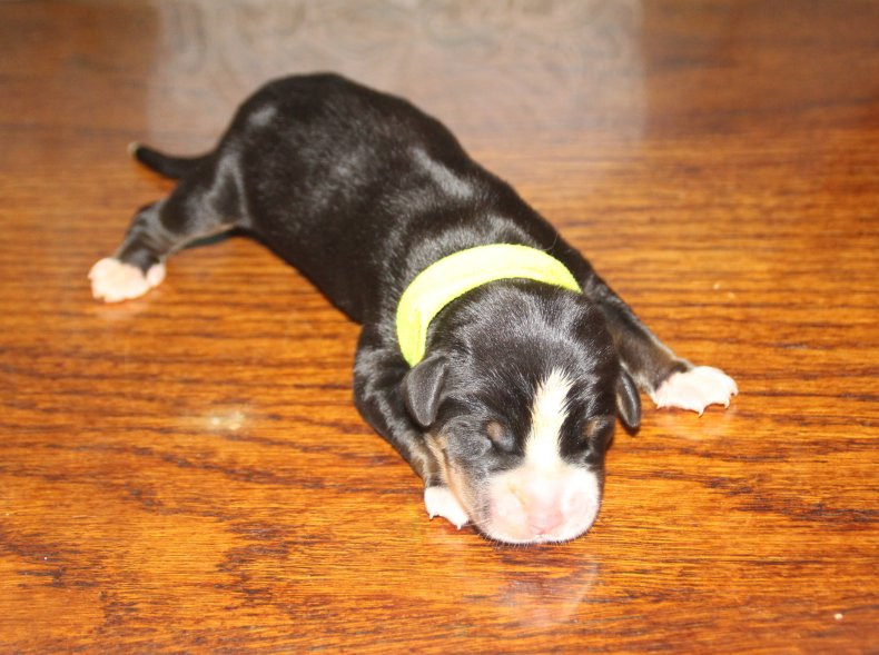 mâle bleu jaune - Grand bouvier suisse
