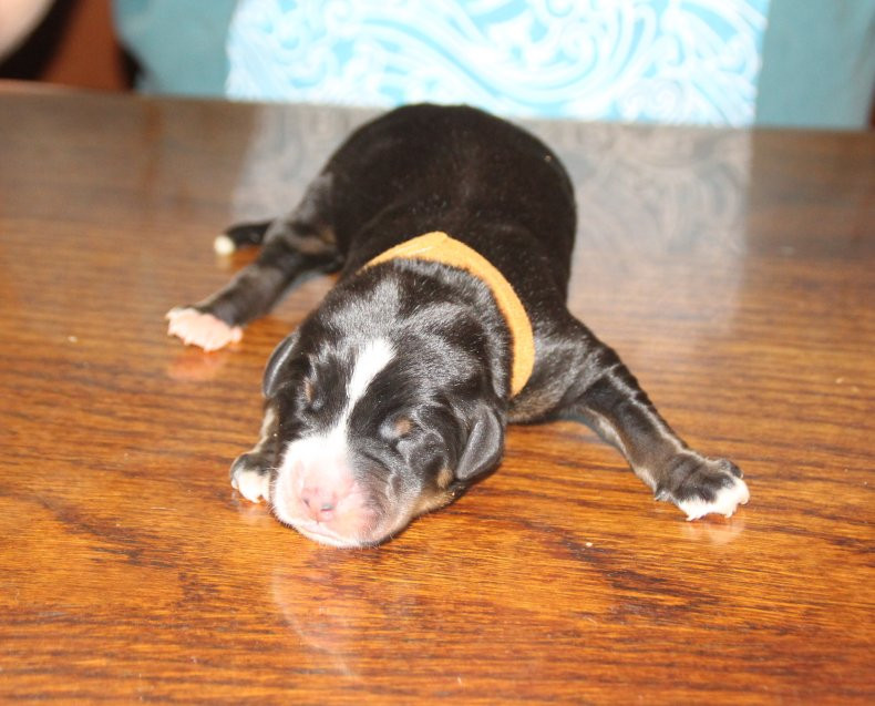 mâle bleu marron - Grand bouvier suisse