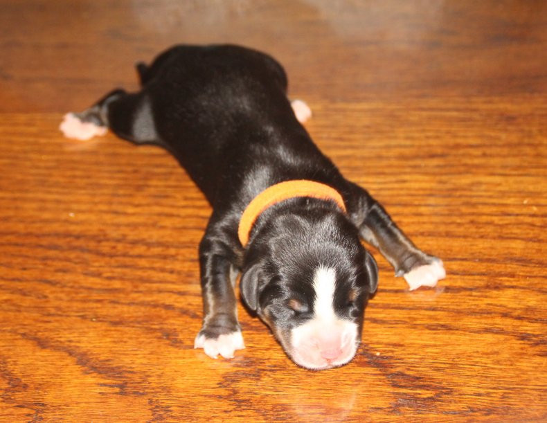 femelle rose orange - Grand bouvier suisse