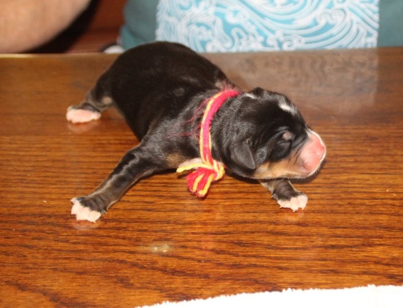 femelle rose jaune - Grand bouvier suisse