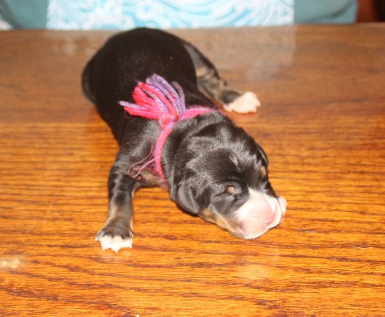 femelle rose violette - Grand bouvier suisse