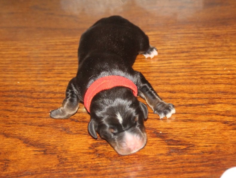 femelle rouge - Grand bouvier suisse