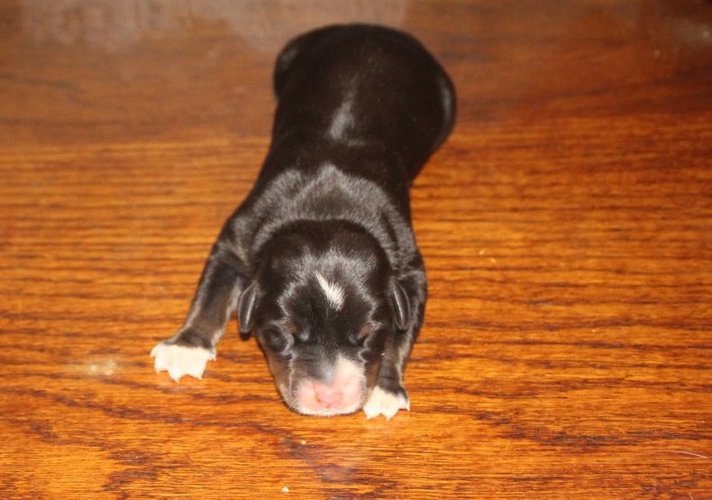 femelle sans collier - Grand bouvier suisse