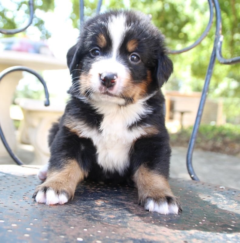 femelle sans collier