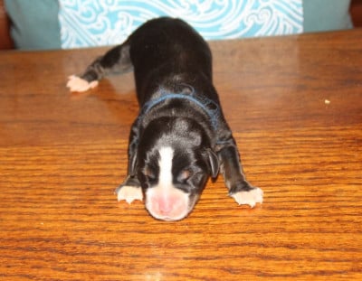 Les chiots de Grand bouvier suisse