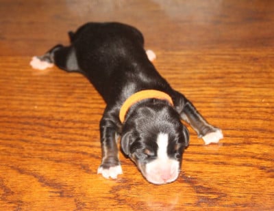 Les chiots de Grand bouvier suisse