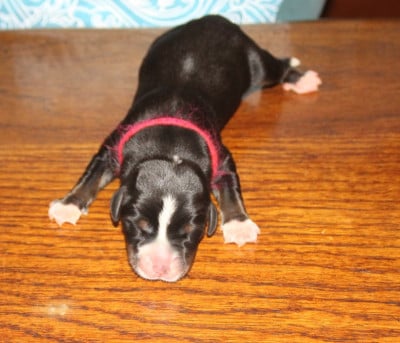 Les chiots de Grand bouvier suisse