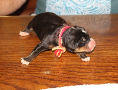 Les chiots de Grand bouvier suisse