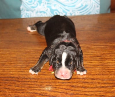 Les chiots de Grand bouvier suisse