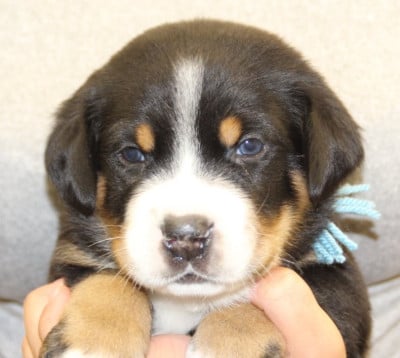 Les chiots de Grand bouvier suisse