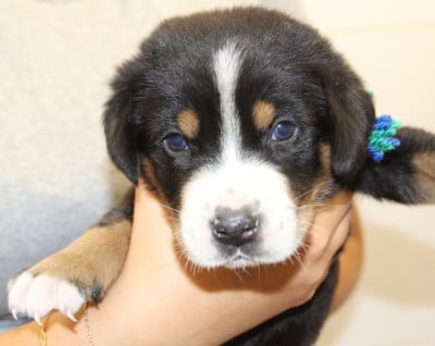 Les chiots de Grand bouvier suisse