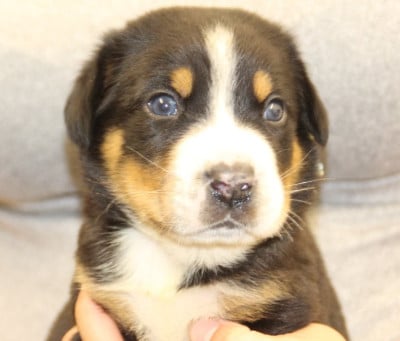 Les chiots de Grand bouvier suisse