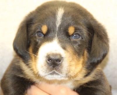 Les chiots de Grand bouvier suisse