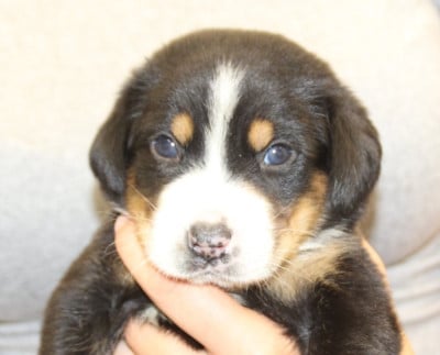 Les chiots de Grand bouvier suisse