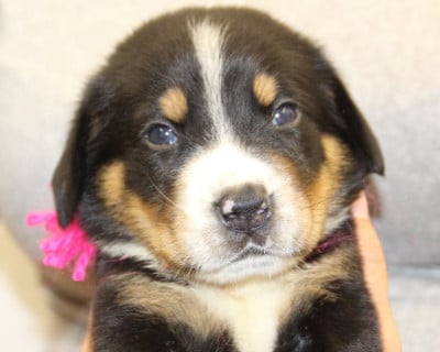Les chiots de Grand bouvier suisse
