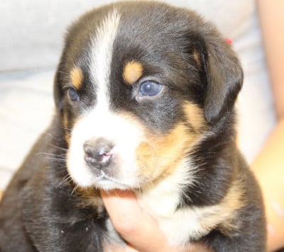 Les chiots de Grand bouvier suisse