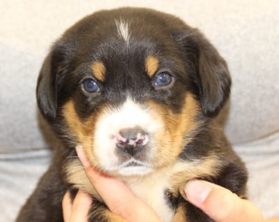 Les chiots de Grand bouvier suisse