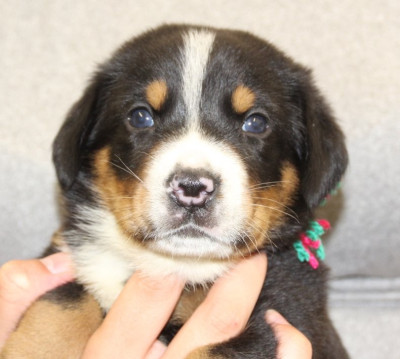 Les chiots de Grand bouvier suisse