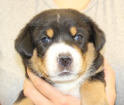 Les chiots de Grand bouvier suisse