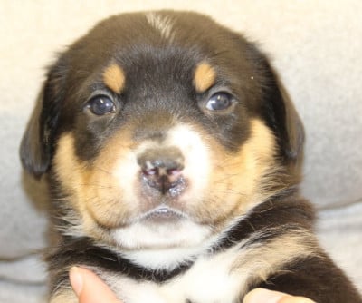 Les chiots de Grand bouvier suisse