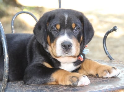 Les chiots de Grand bouvier suisse