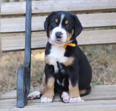 Les chiots de Grand bouvier suisse