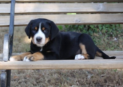 Grand bouvier suisse