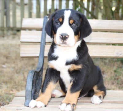 Les chiots de Grand bouvier suisse