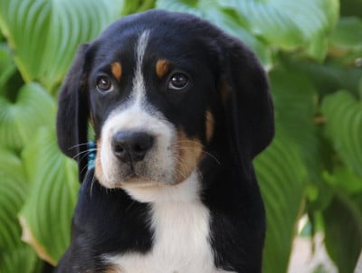 Les chiots de Grand bouvier suisse