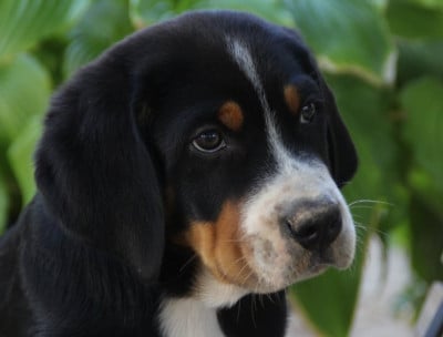 Les chiots de Grand bouvier suisse