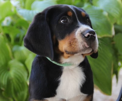 Les chiots de Grand bouvier suisse