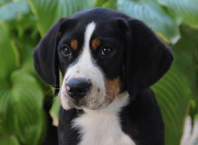 Les chiots de Grand bouvier suisse