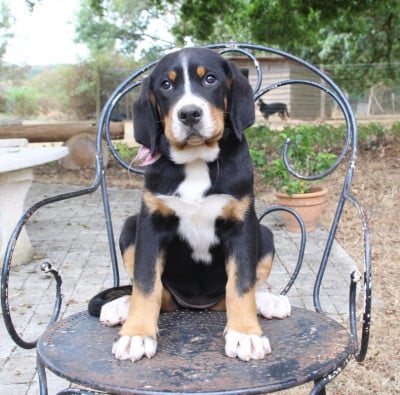 Les chiots de Grand bouvier suisse
