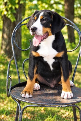 Les chiots de Grand bouvier suisse