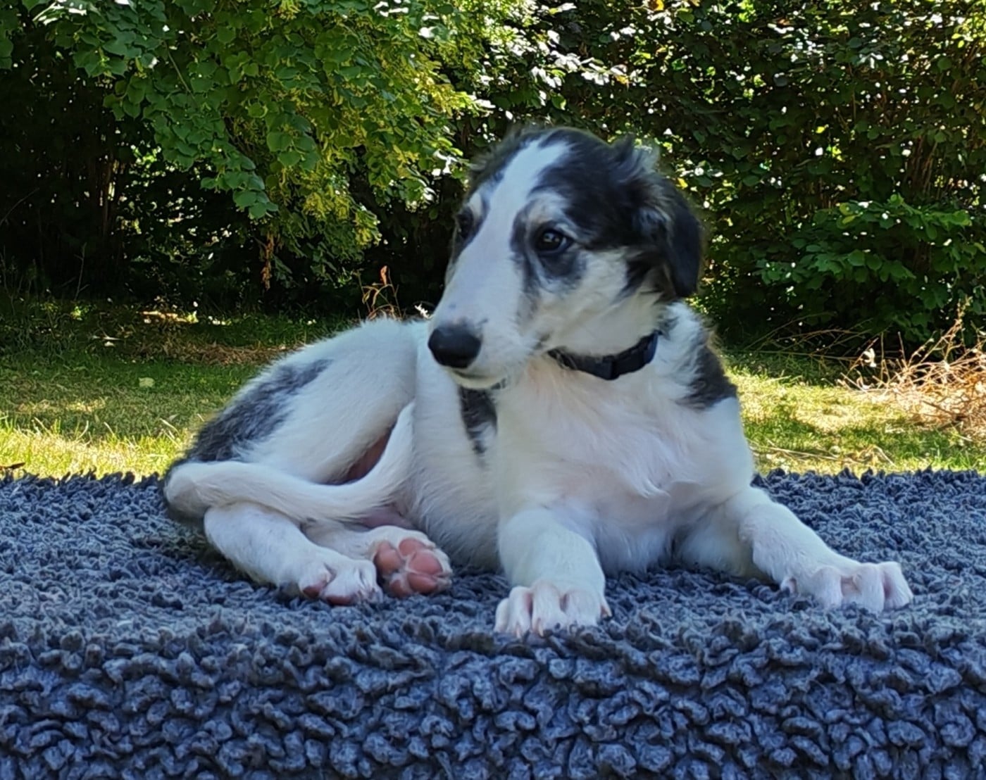 Baron