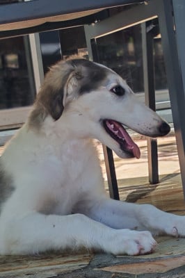 Les chiots de Barzoi