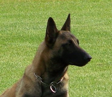 Publication : des Loups de Saint-Benoît