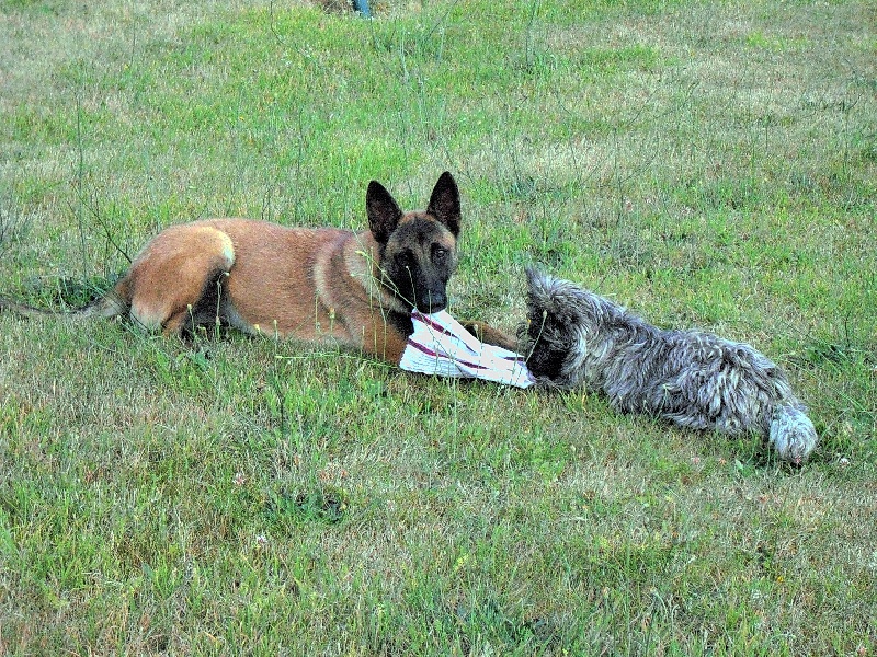 Publication : des Loups de Saint-Benoît