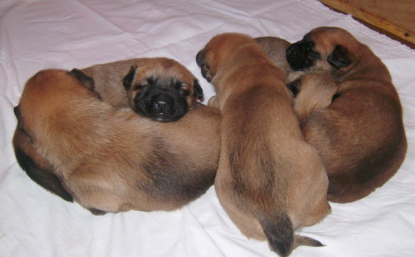 Publication : des Loups de Saint-Benoît